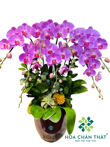 Chậu Lan Hồ Điệp 7 Cành – Hồng Tím Thanh Lịch Chậu Nâu