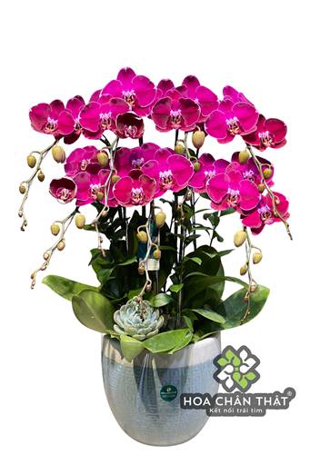 Chậu Lan Hồ Điệp 7 Cành – Tím Đậm Đột Biến Quyến Rũ