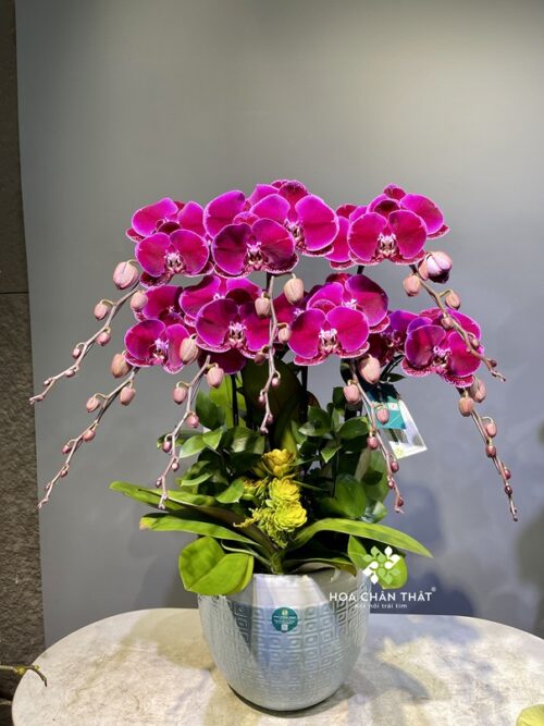 Chậu Lan Hồ Điệp 7 Cành – Tím Nhung Sang Trọng