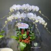Chậu Lan Hồ Điệp 7 Cành – Màu Trắng Thuần Khiết