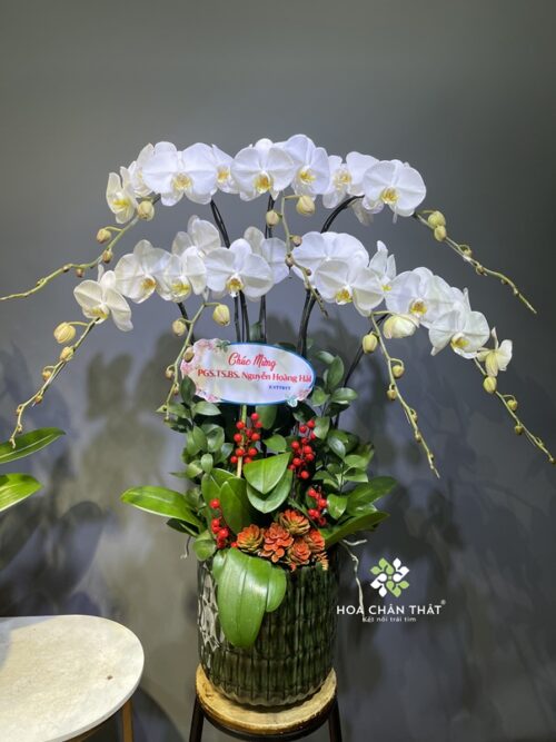 Chậu Lan Hồ Điệp 7 Cành – Trắng Thuần Khiết
