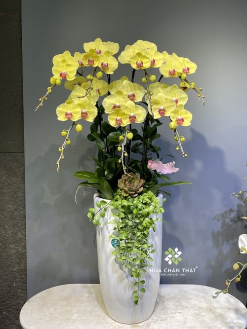 Chậu Lan Hồ Điệp 7 Cành – Vàng Chậu Cao