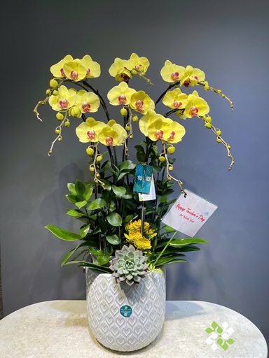 Chậu Lan Hồ Điệp 7 Cành – Vàng Tươi May Mắn