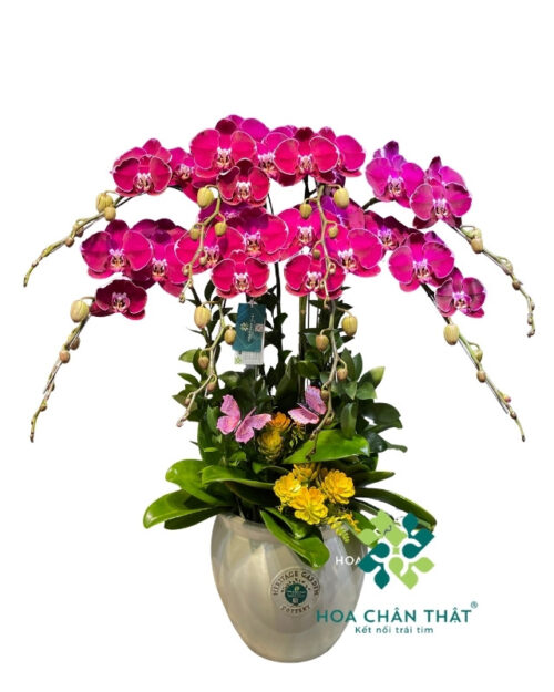 Chậu Lan Hồ Điệp 8 Cành – Màu Tím Nhung Quyền Quý