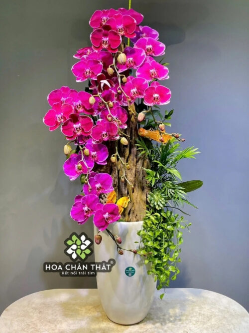 Chậu Lan Hồ Điệp 8 Cành Tím Đột Biến Ghép Lũa