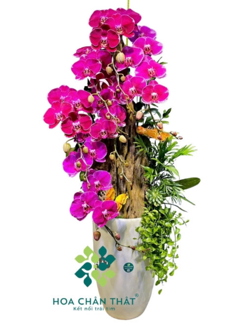 Chậu Lan Hồ Điệp 8 Cành Tím Đột Biến Ghép Lũa