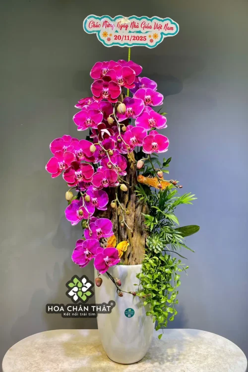 Chậu Lan Hồ Điệp 8 Cành Tím Đột Biến Ghép Lũa