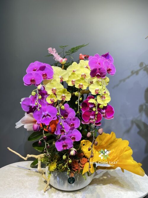 Chậu Lan Hồ Điệp 8 Cành – Rực Rỡ Năng Lượng