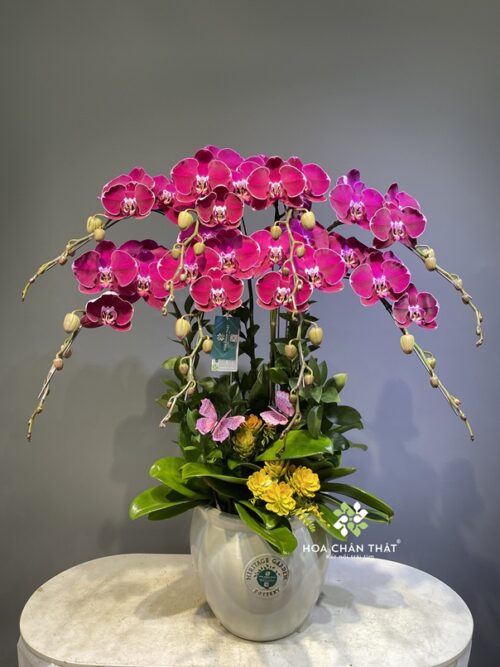 Chậu Lan Hồ Điệp 8 Cành – Tím Nhung Quyền Quý
