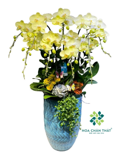 Chậu Lan Hồ Điệp 9 Cành – Màu Xanh Bơ Ngọc Ngà