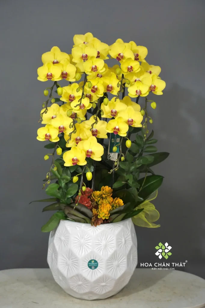 Chậu Lan Hồ Điệp 9 Cành Vàng Lưỡi Đỏ – Hoàng Vân Vượng Lộc