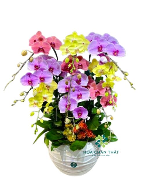 Chậu Lan Hồ Điệp 9 Cành – Màu Vàng Tím Hồng Rực Rỡ Sắc Xuân