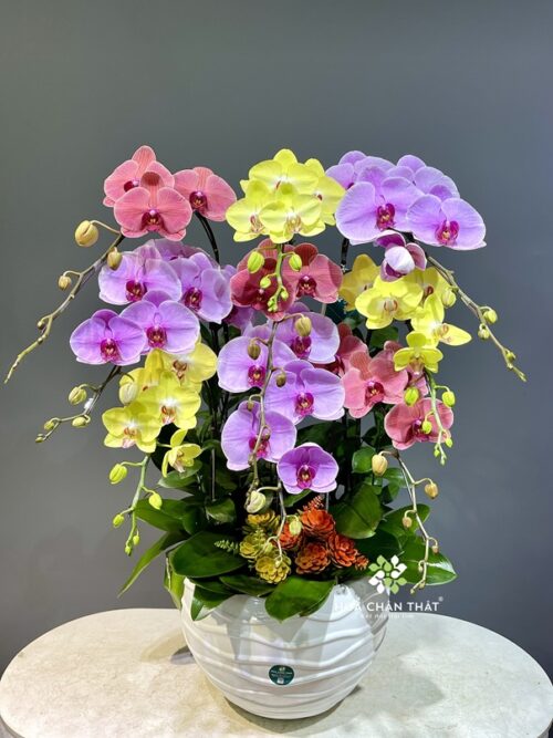 Chậu Lan Hồ Điệp 9 Cành – Vàng Tím Hồng Rực Rỡ Sắc Xuân