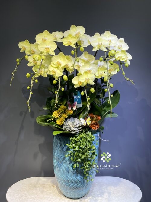 Chậu Lan Hồ Điệp 9 Cành – Xanh Bơ Ngọc Ngà