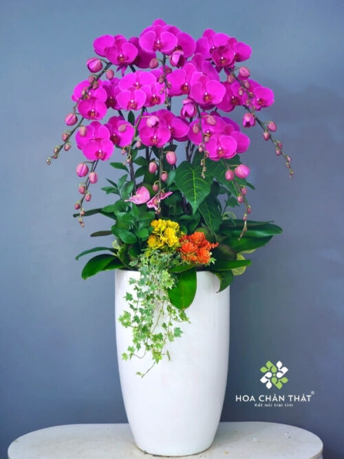Chậu Lan Hồ Điệp Cao 10 Cành – Màu Tím Vượng Phát