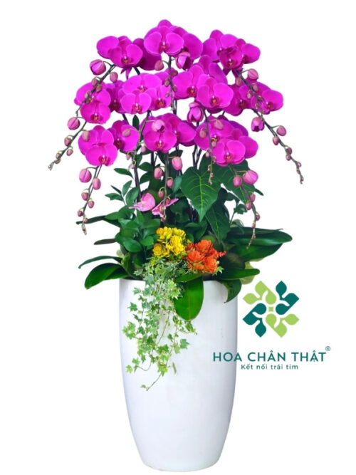 Chậu Lan Hồ Điệp Cao 10 Cành – Màu Tím Vượng Phát