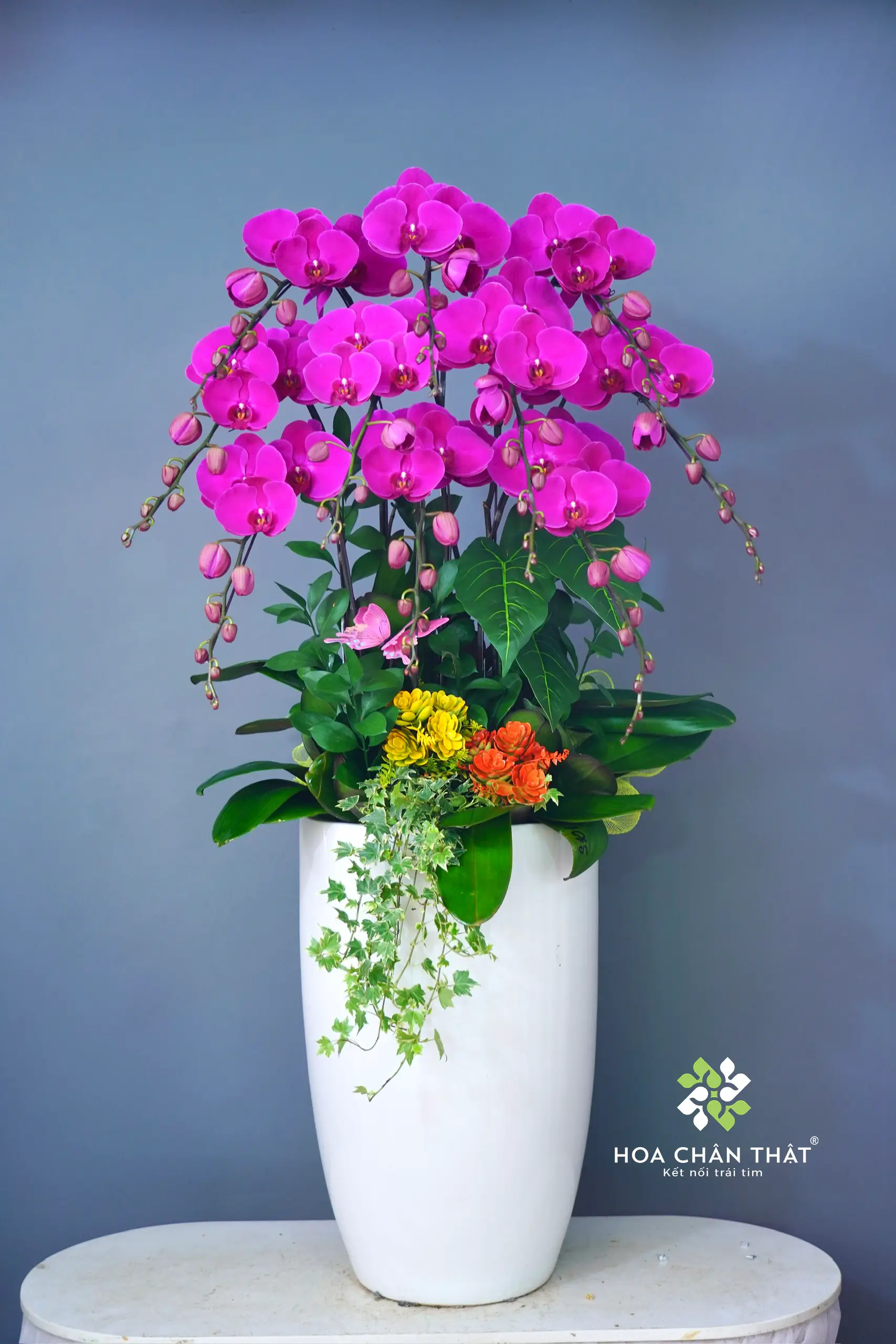 Chậu Lan Hồ Điệp Cao 10 Cành – Tím Vượng Phát Chau Lan Ho Diep Cao 10 Canh – Tim Vuong Phat