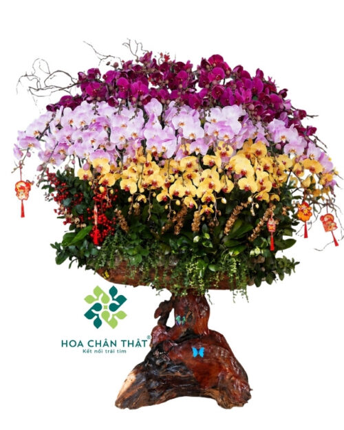 Chậu Lan Hồ Điệp Ghép Lũa 40 Cành – Mix Màu Đại Thịnh