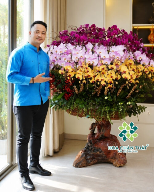 Chậu Lan Hồ Điệp Ghép Lũa 40 Cành – Mix Màu Đại Thịnh