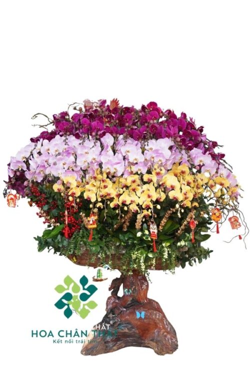 Chậu Lan Hồ Điệp Ghép Lũa 40 Cành – Mix Màu Đại Thịnh