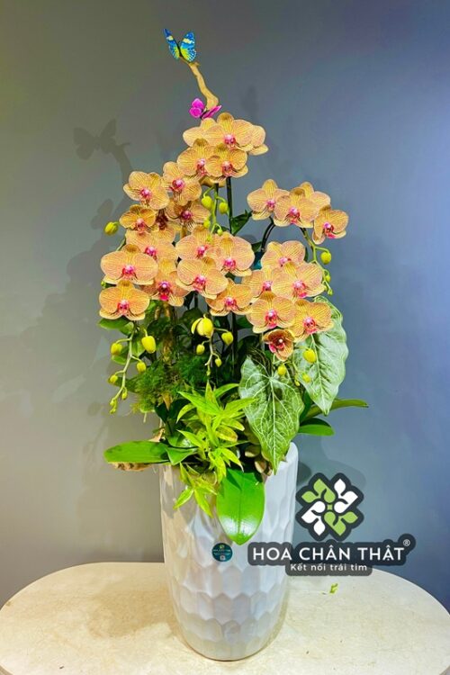 Chậu Lan Hồ Điệp Ghép Lũa 6 Cành – Màu Cam Sinh Khí Tiểu Cảnh