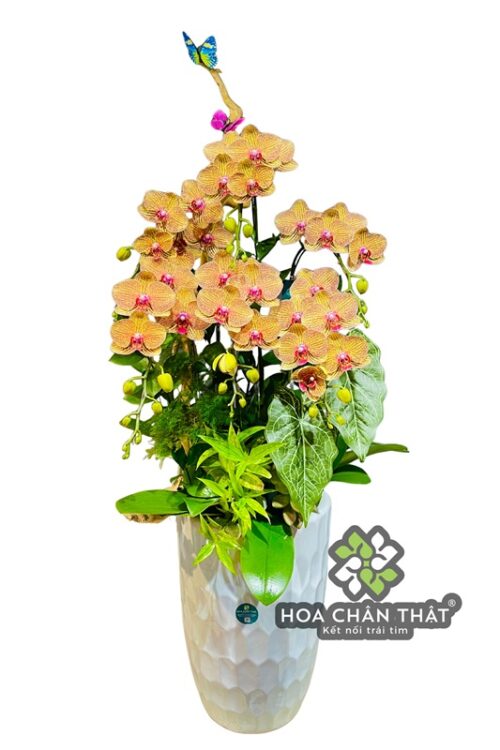 Chậu Lan Hồ Điệp Ghép Lũa 6 Cành – Màu Cam Sinh Khí Tiểu Cảnh