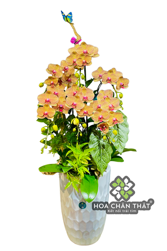 Chậu Lan Hồ Điệp Ghép Lũa 6 Cành – Cam Sinh Khí Tiểu Cảnh