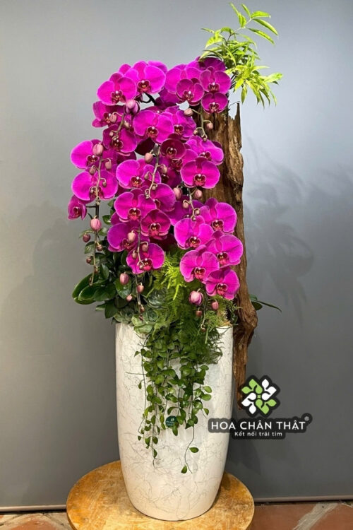 Chậu Lan Hồ Điệp Ghép Lũa 8 Cành – Tím Ngọc Vương Phát