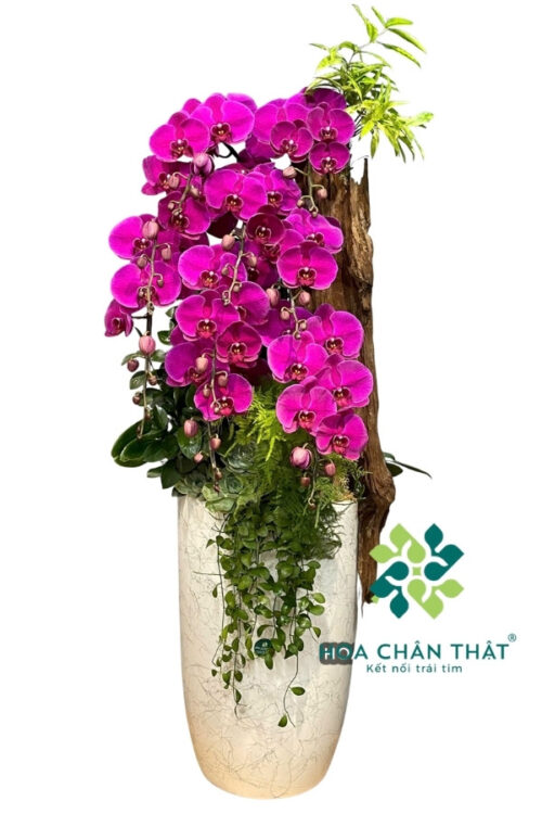 Chậu Lan Hồ Điệp Ghép Lũa 8 Cành – Tím Ngọc Vương Phát