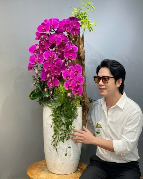 Chậu Lan Hồ Điệp Ghép Lũa 8 Cành – Tím Ngọc Vương Phát
