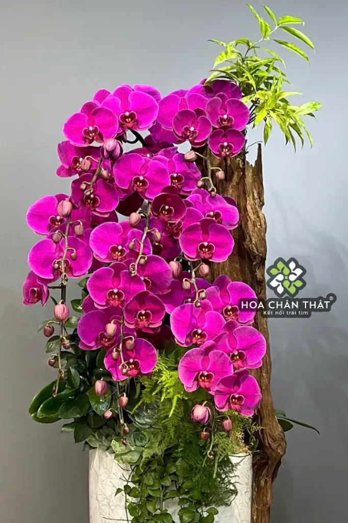 Chau Lan Ho Diep Ghep Lua 8 Canh – Tim Ngoc Vuong Phat