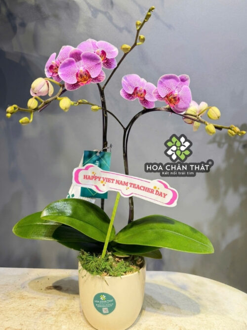 Chậu Lan Hồ Điệp Mini 1 Gốc Đôi – Tím Nguyệt Ca