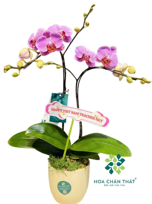 Chậu Lan Hồ Điệp Mini 1 Gốc Đôi – Tím Nguyệt Ca