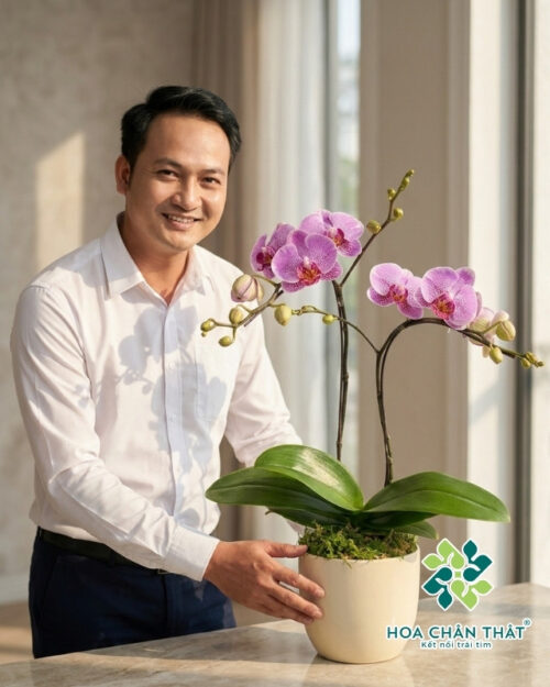 Chậu Lan Hồ Điệp Mini 1 Gốc Đôi – Tím Nguyệt Ca
