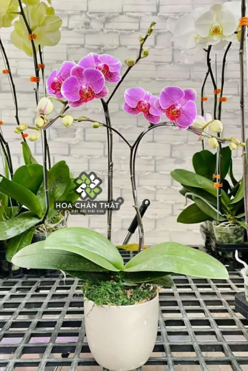 Chậu Lan Hồ Điệp Mini 1 Gốc Đôi – Tím Nguyệt Ca