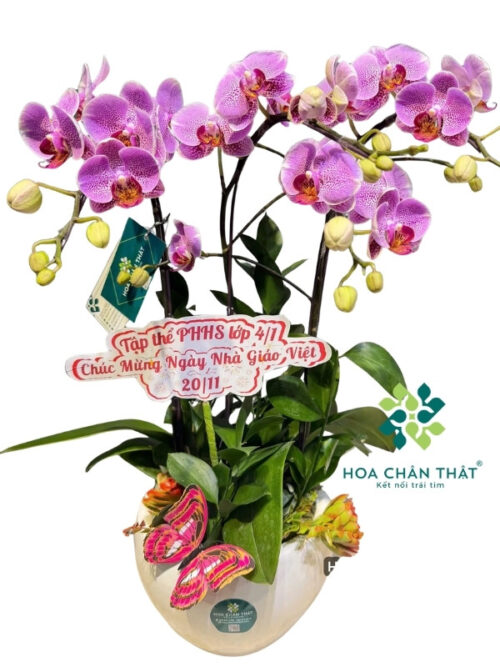 Chậu Lan Hồ Điệp Mini 3 Gốc Đôi – Màu Tím Ngọc Sương