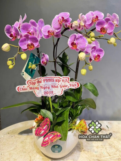 Chậu Lan Hồ Điệp Mini 3 Gốc Đôi – Màu Tím Ngọc Sương