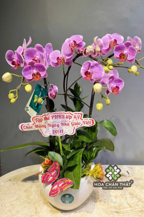 Chậu Lan Hồ Điệp Mini 3 Gốc Đôi – Tím Ngọc Sương