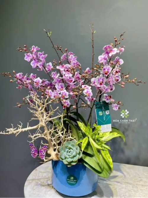 Chậu Lan Hồ Điệp Mini 5 Cành Gốc Đôi – Hồng Nhã Vận