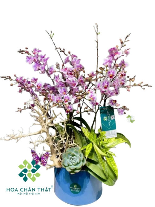 Chậu Lan Hồ Điệp Mini 5 Cành Gốc Đôi – Hồng Nhã Vận