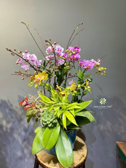 Chậu Lan Hồ Điệp Mini 5 Cành Gốc Đôi – Mix Hồng Tím Yên Hòa