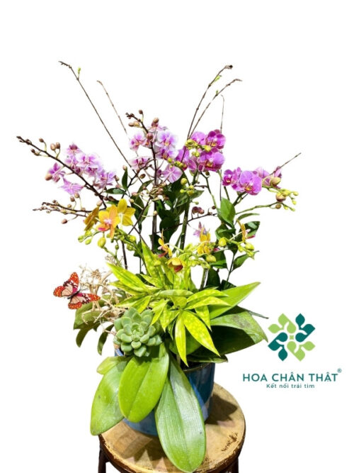 Chậu Lan Hồ Điệp Mini 5 Cành Gốc Đôi – Mix Hồng Tím Yên Hòa
