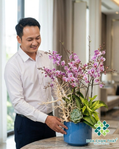Chậu Lan Hồ Điệp Mini 5 Cành Gốc Đôi – Hồng Nhã Vận