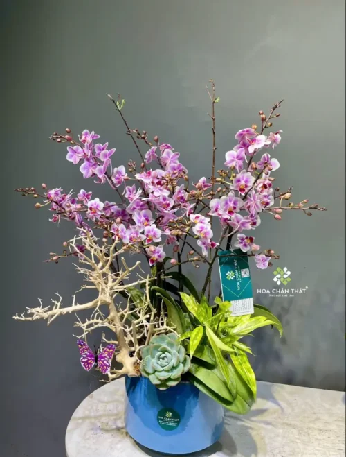 Chậu Lan Hồ Điệp Mini 5 Cành Gốc Đôi – Hồng Nhã Vận