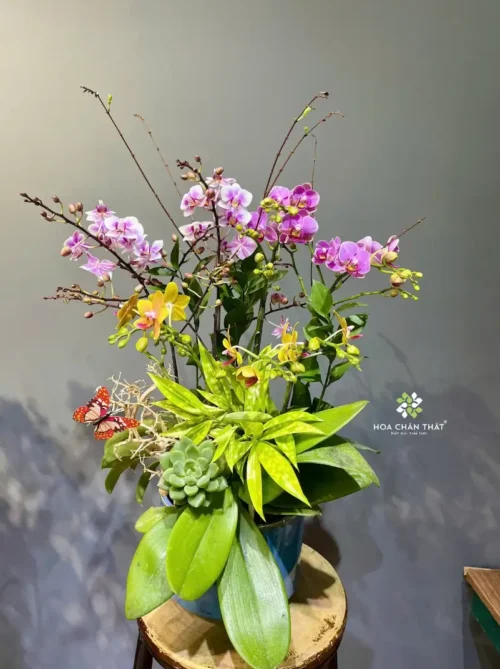 Chậu Lan Hồ Điệp Mini 5 Cành Gốc Đôi – Mix Hồng Tím Yên Hòa