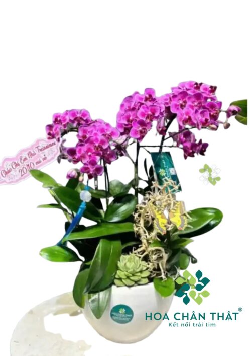 Chậu Lan Hồ Điệp Mini 5 Cành Gốc Đôi – Tím Huyền Thanh Chậu Lan Hồ Điệp Mini 5 Cành Gốc Đôi – Tím Huyền Thanh
