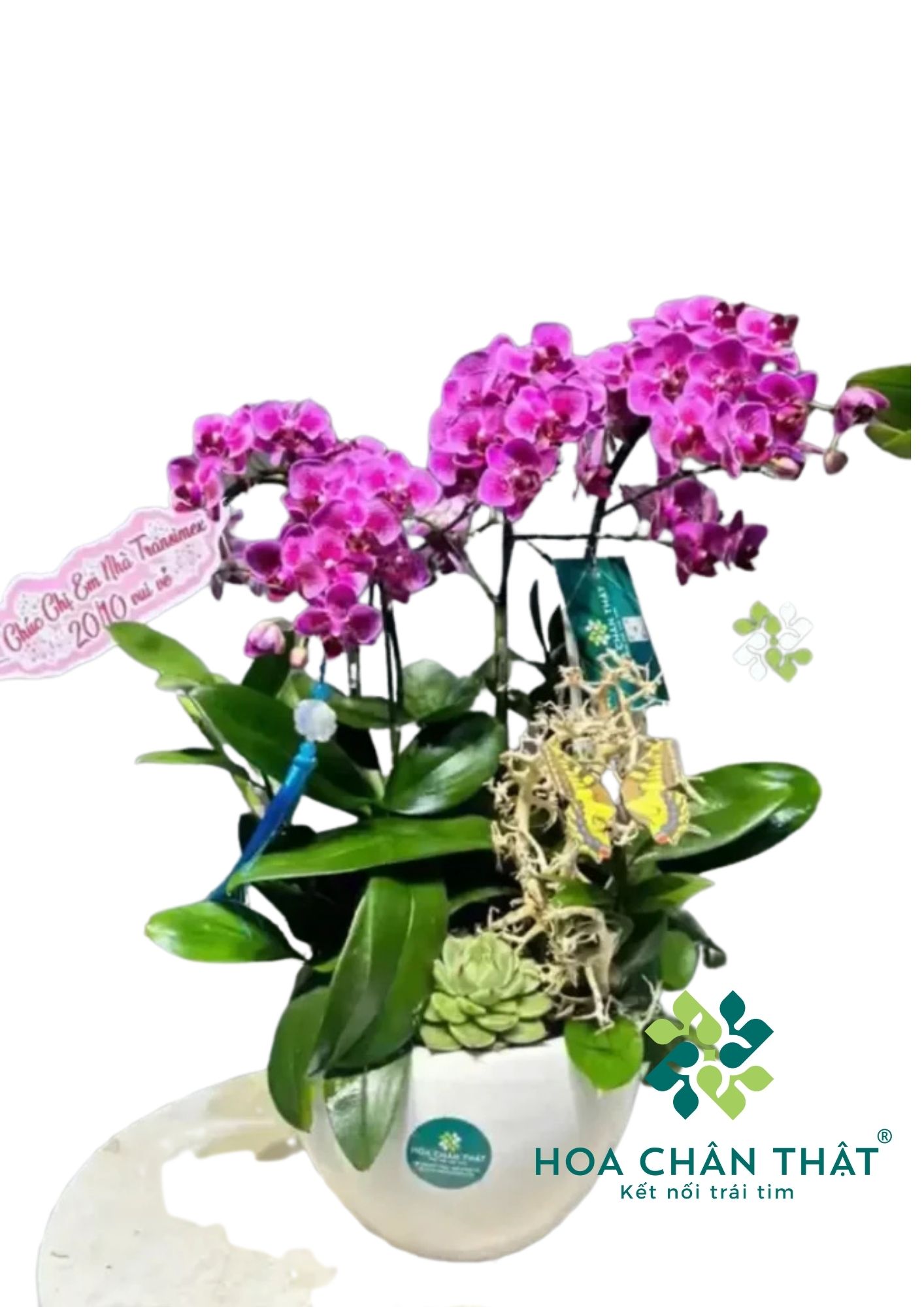 Chậu Lan Hồ Điệp Mini 5 Cành Gốc Đôi – Tím Huyền Thanh-1 Chậu Lan Hồ Điệp Mini 5 Cành Gốc Đôi – Tím Huyền Thanh