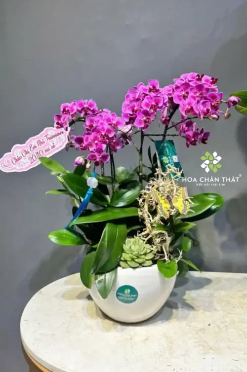 Chậu Lan Hồ Điệp Mini 5 Cành Gốc Đôi – Tím Huyền Thanh