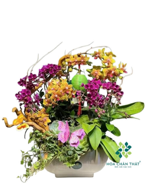 Chậu Lan Hồ Điệp Mini 5 Gốc Đôi Mix Màu Ghép Lũa – Ân Hòa Sắc Việt