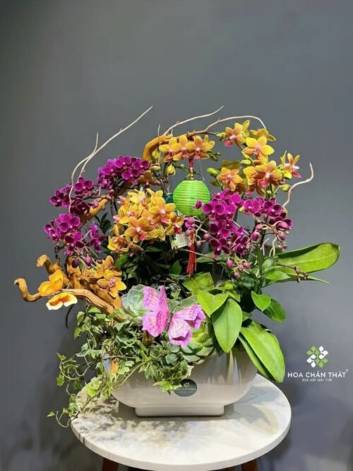 Chậu Lan Hồ Điệp Mini 5 Gốc Đôi Mix Màu Ghép Lũa – Ân Hòa Sắc Việt